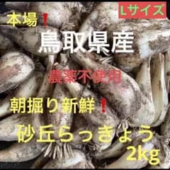 初物❗️鳥取県産 砂丘らっきょう