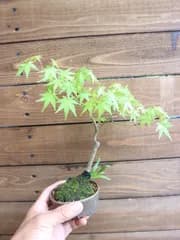⑥イロハモミジ 信楽焼鉢ミニ盆栽 素材 ゆうパック エコ梱包 もみじの王道(^^♪  モミジ もみじ そのまま飾れます♪