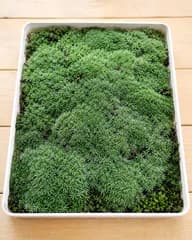 天然杉苔 約30cm × 21cm 苔テラリウム 苔盆栽 盆栽素材 無農薬 こけ