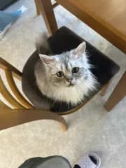 リボンドール