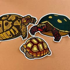 リクガメのステッカー3枚セット