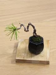 松&盆栽