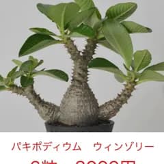 紅の酢豚様専用
