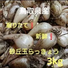 鳥取県産 玉らっきょう