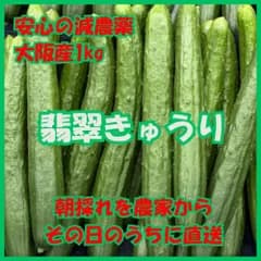全国送料無料 大阪産 きゅうり 1kg キュウリ 南河内  訳あり おいしい 