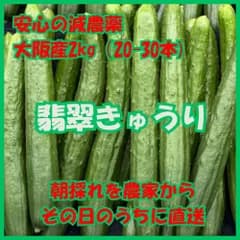 全国送料無料 大阪産 きゅうり 3kg キュウリ 南河内  訳あり おいしい 