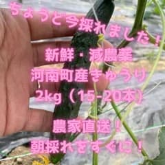 全国送料無料 大阪産 きゅうり 2kg キュウリ 南河内  訳あり おいしい 