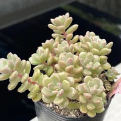 多肉植物つぶつぶ屋♡小梅❤︎抜き苗(根付き)