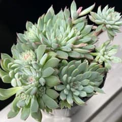 多肉植物エアーマジック農園苗♡ザンディロ❤︎抜き苗(根付き)