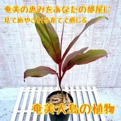 【奄美大島産：赤いセンネンボク(ティーリーフ）　4号長鉢】　現品発送　ハワイアン&南国気分を味わえる♡ 綺麗な幅広い黄緑の葉が魅力的　　　ドラセナ コルジリネ ハワイアンプランツ ハワイアン植物 アイチカア フルティコサ アイチアカ 愛知赤 カラーリーフ