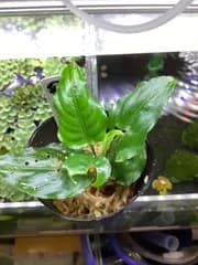Schismatoglottis sp. Sumatera Barat【TK0626】