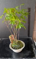 26071903モミジ★苔玉