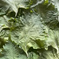 UNELOVE野菜 ｜ 青しそ お試し 20枚セット