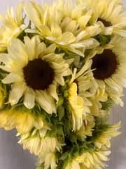 【少し訳あり】白いミニひまわり⭐︎生花⭐︎ミニひまわり