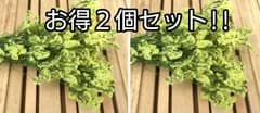 スカイイエロー大束 2個セット・めぐみ工房 北海道ドライフラワー